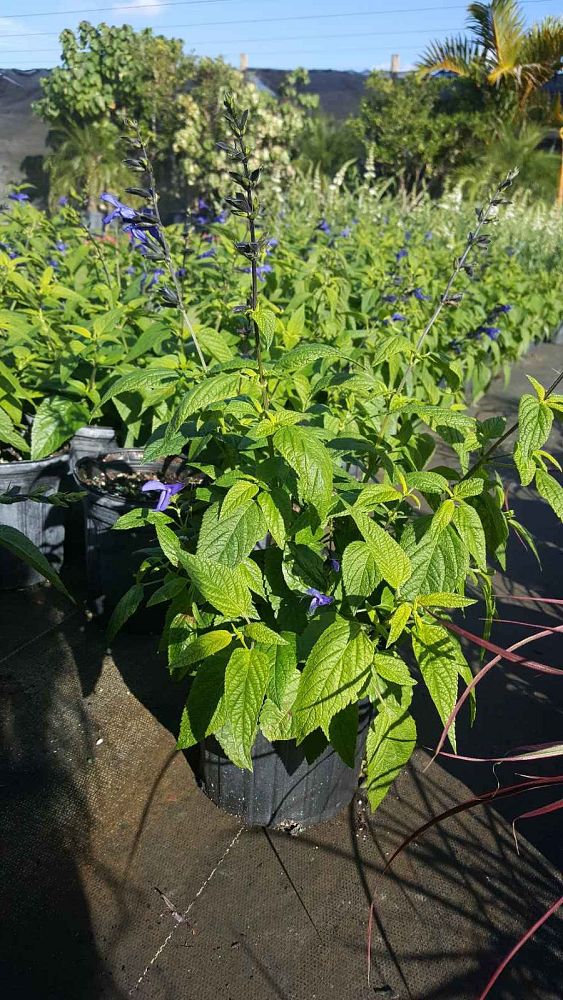 salvia-guaranitica-black-and-blue-black-blue-salvia