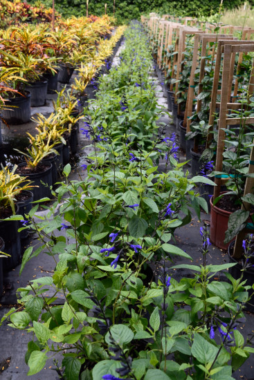 salvia-guaranitica-black-and-blue-black-blue-salvia