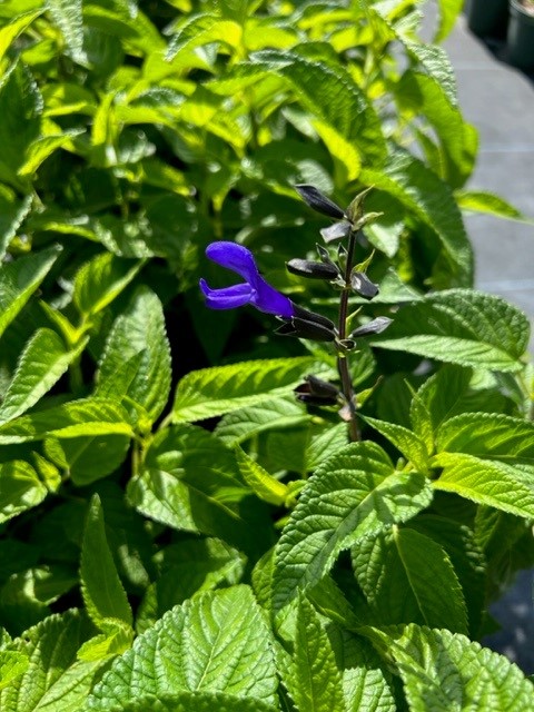 salvia-guaranitica-black-and-blue-black-blue-salvia