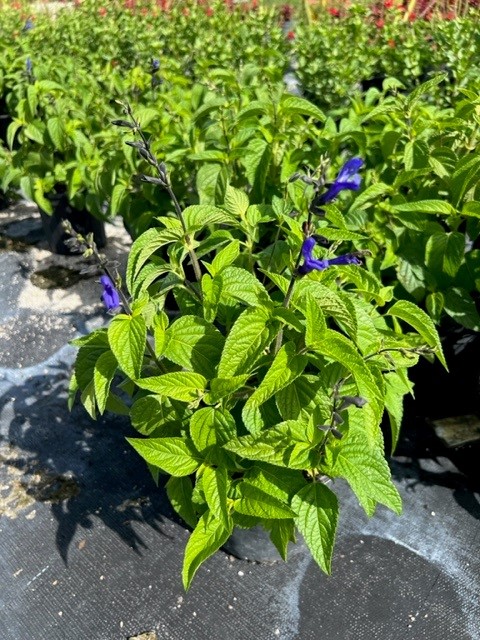 salvia-guaranitica-black-and-blue-black-blue-salvia