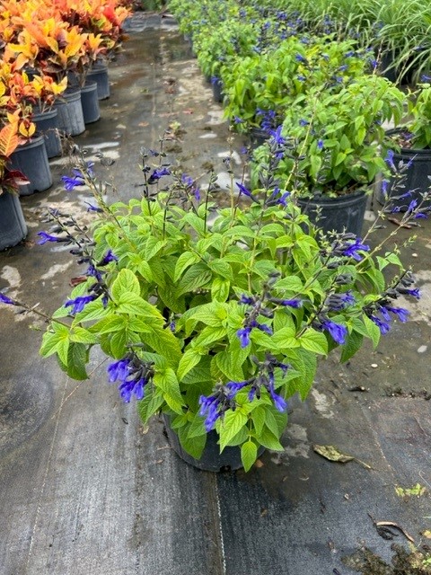 salvia-guaranitica-black-and-blue-black-blue-salvia