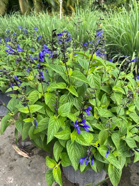salvia-guaranitica-black-and-blue-black-blue-salvia