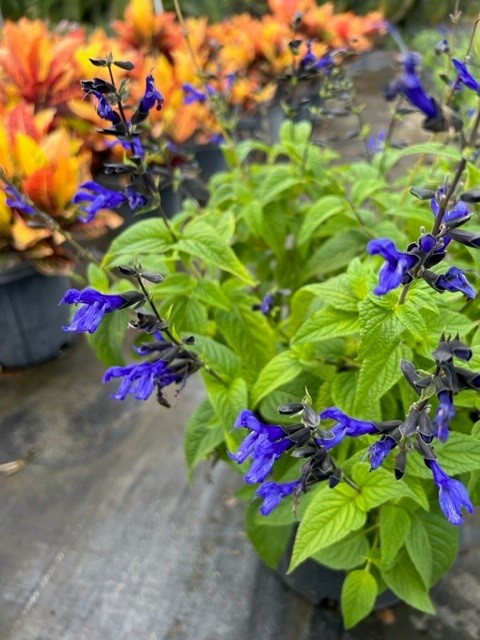 salvia-guaranitica-black-and-blue-black-blue-salvia
