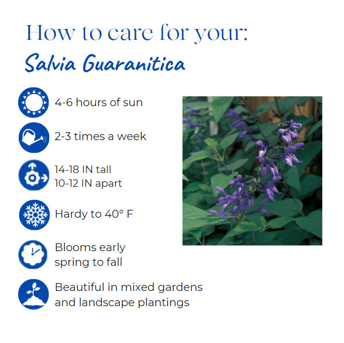 salvia-guaranitica-black-and-blue-black-blue-salvia