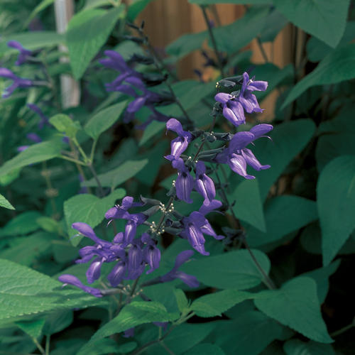 salvia-guaranitica-black-and-blue-black-blue-salvia