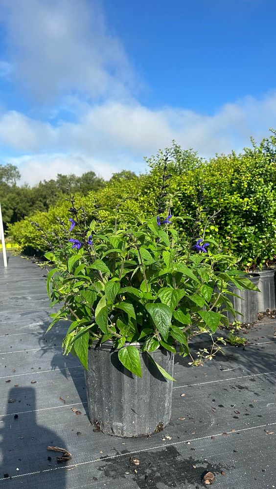 salvia-guaranitica-black-and-blue-black-blue-salvia