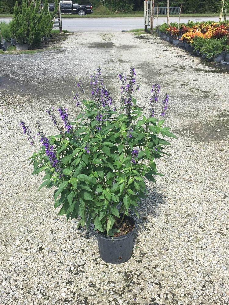 salvia-indigo-spires-sage