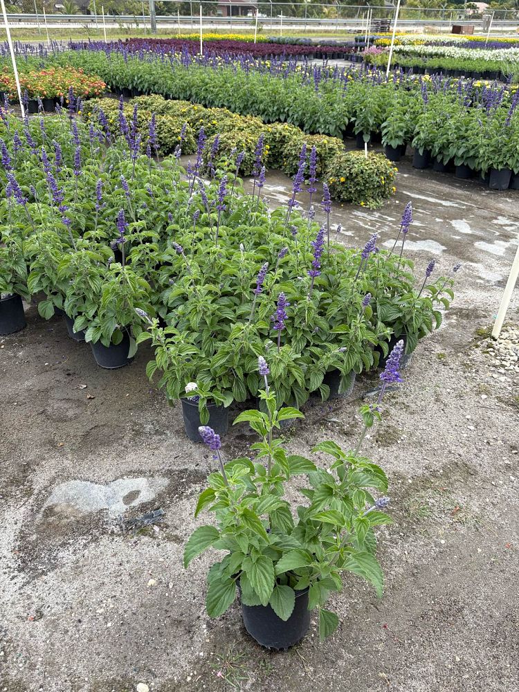 salvia-indigo-spires-sage
