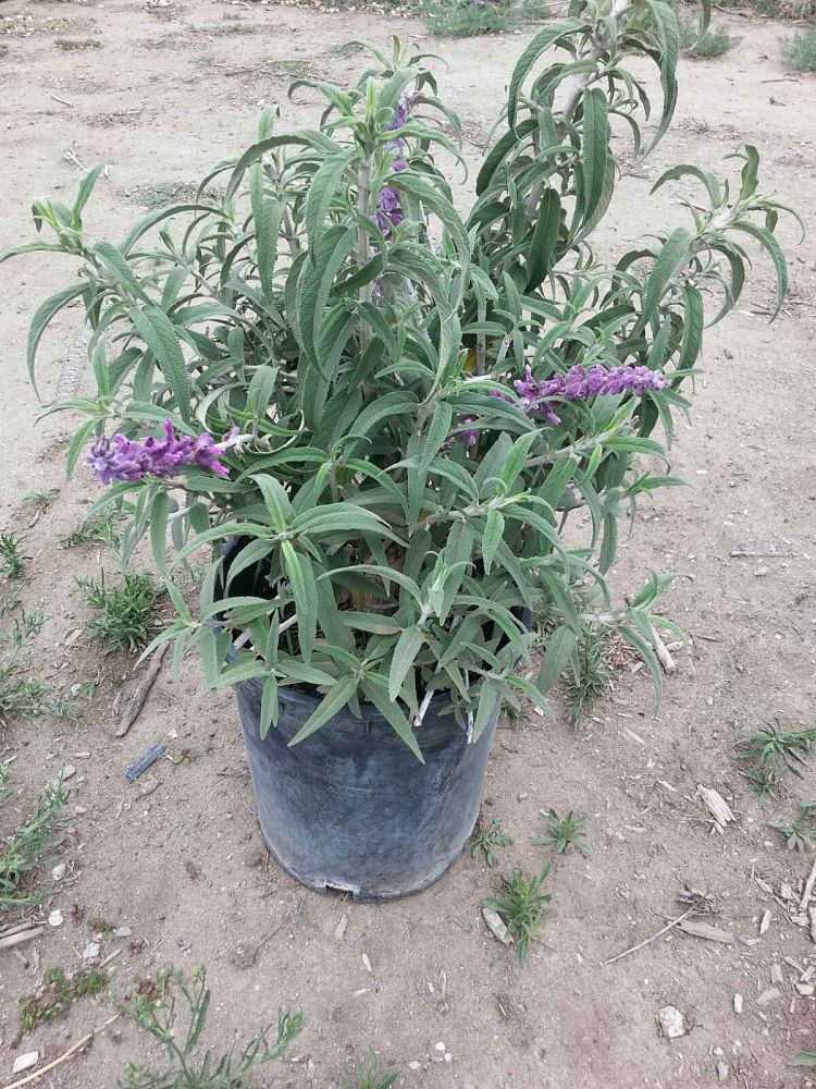 salvia-leucantha-mexican-bush-sage