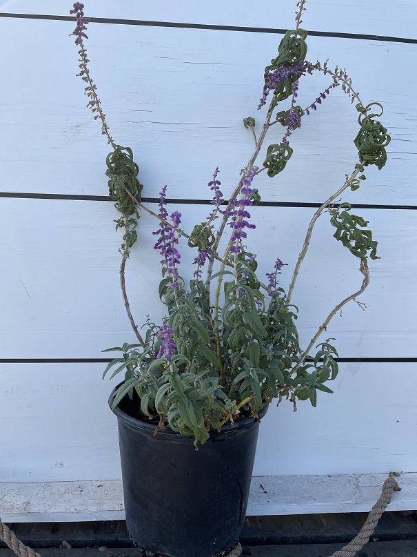 salvia-leucantha-mexican-bush-sage