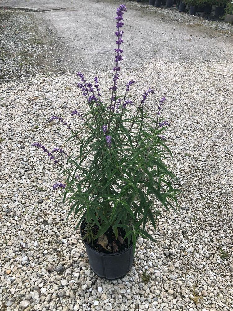 salvia-leucantha-mexican-bush-sage