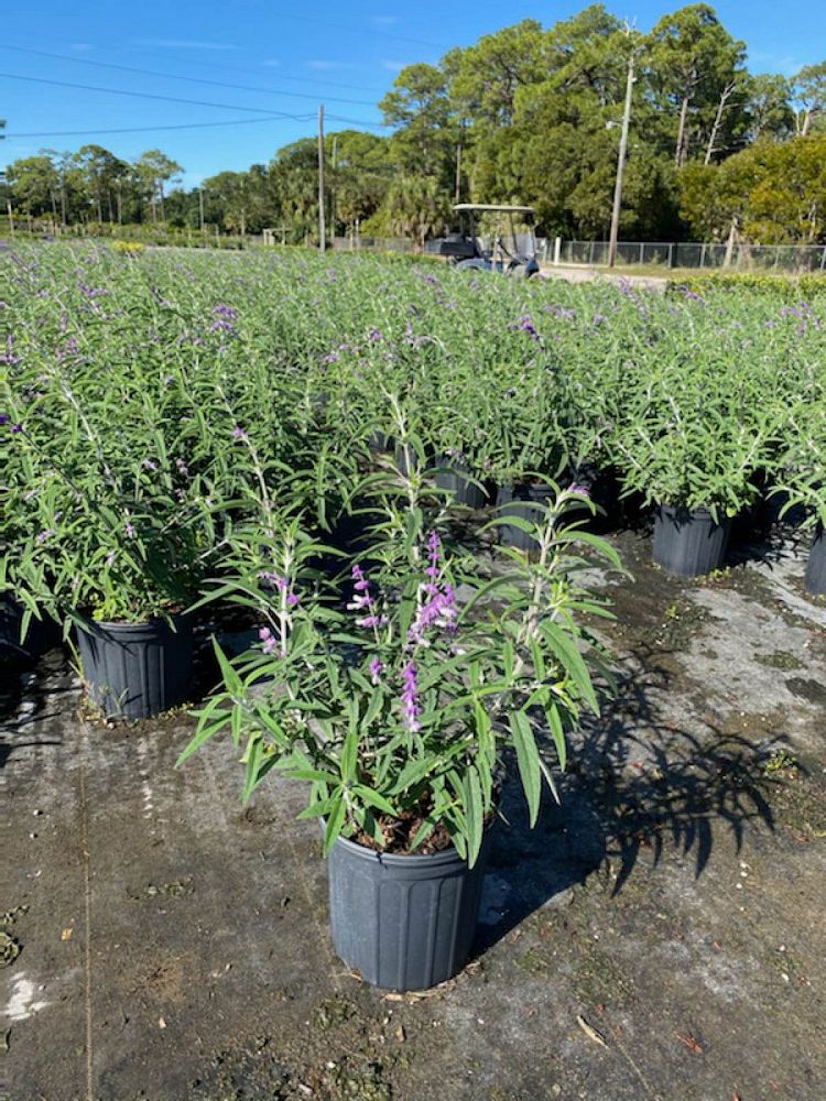 salvia-leucantha-mexican-bush-sage