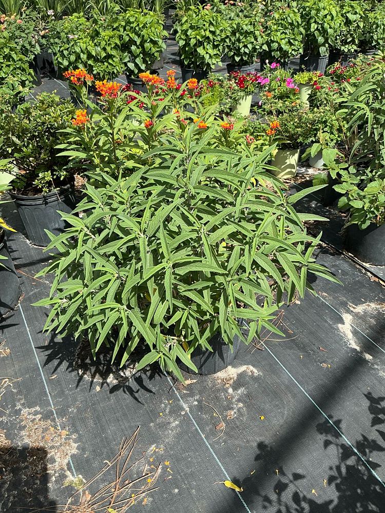 salvia-leucantha-mexican-bush-sage
