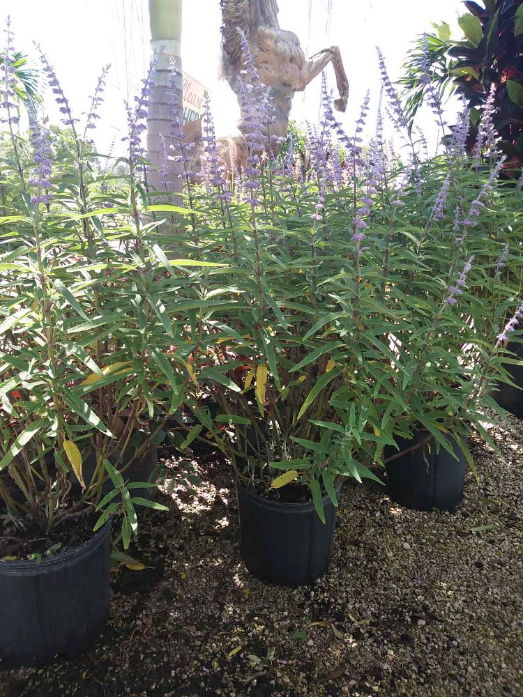 salvia-leucantha-santa-barbara-mexican-bush-sage