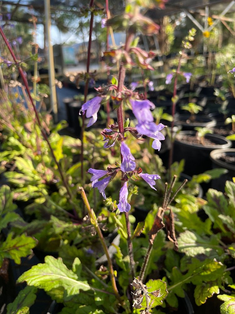 salvia-lyrata-lyre-leaved-sage-lyreleaf-sage