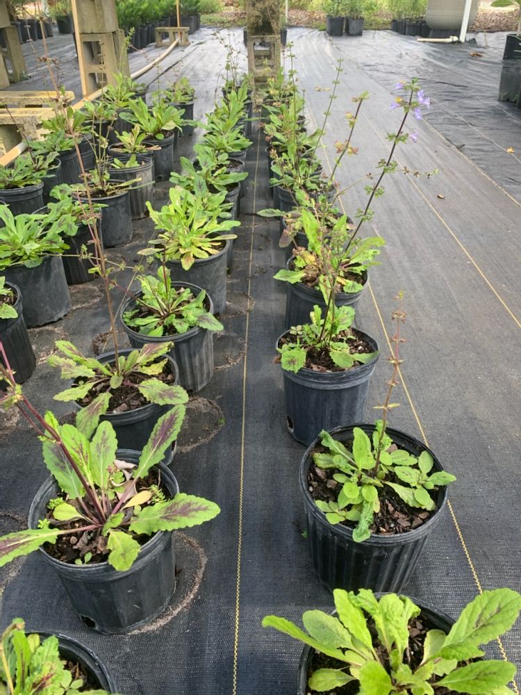 salvia-lyrata-lyre-leaved-sage-lyreleaf-sage