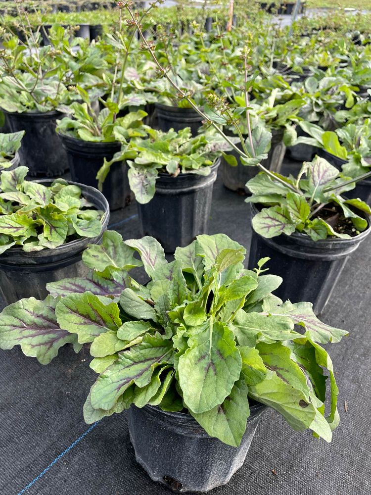 salvia-lyrata-lyre-leaved-sage-lyreleaf-sage
