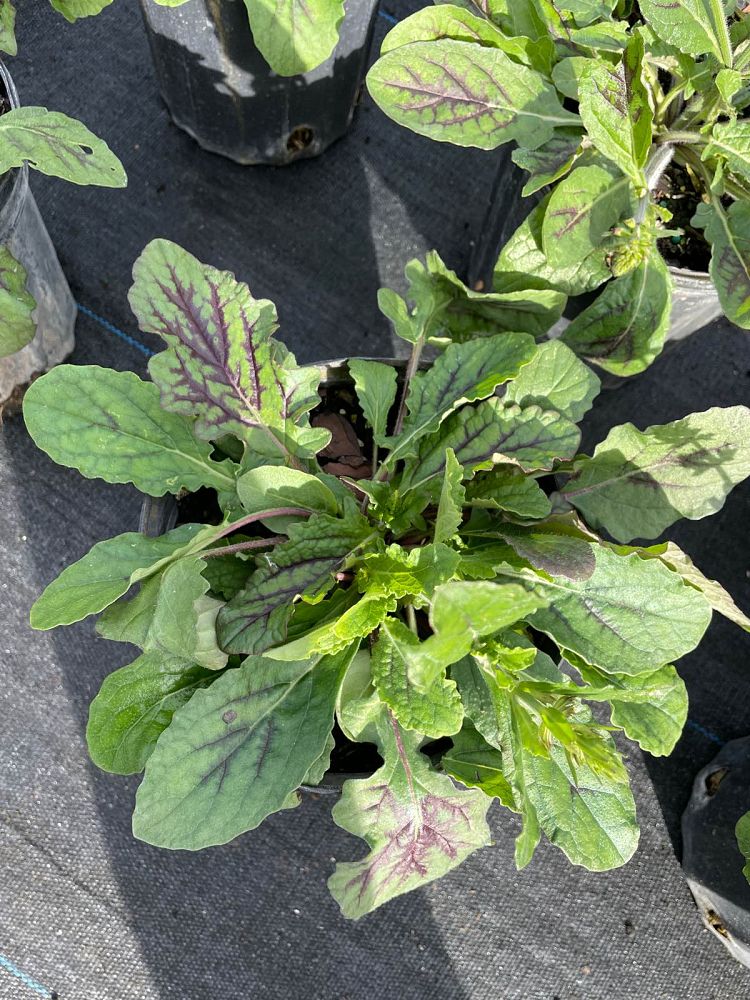 salvia-lyrata-lyre-leaved-sage-lyreleaf-sage