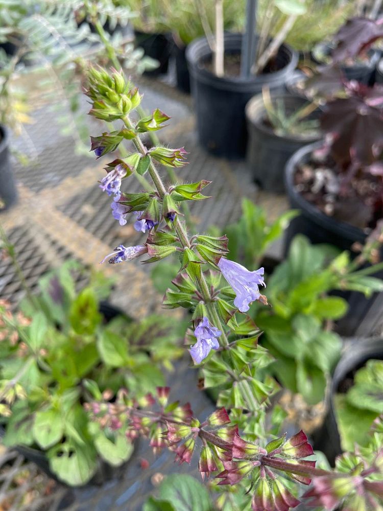 salvia-lyrata-lyre-leaved-sage-lyreleaf-sage