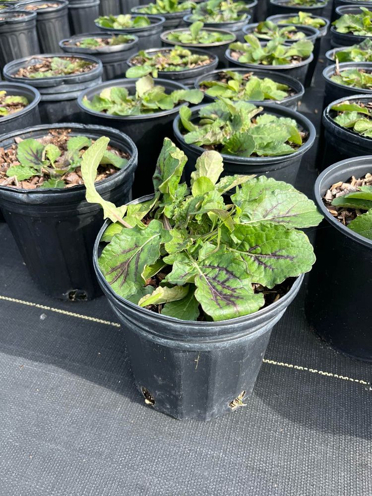 salvia-lyrata-lyre-leaved-sage-lyreleaf-sage