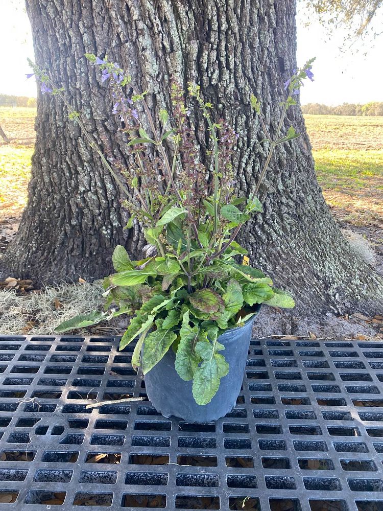 salvia-lyrata-lyre-leaved-sage-lyreleaf-sage