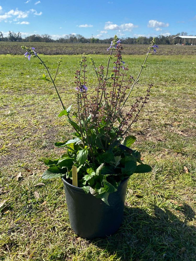 salvia-lyrata-lyre-leaved-sage-lyreleaf-sage