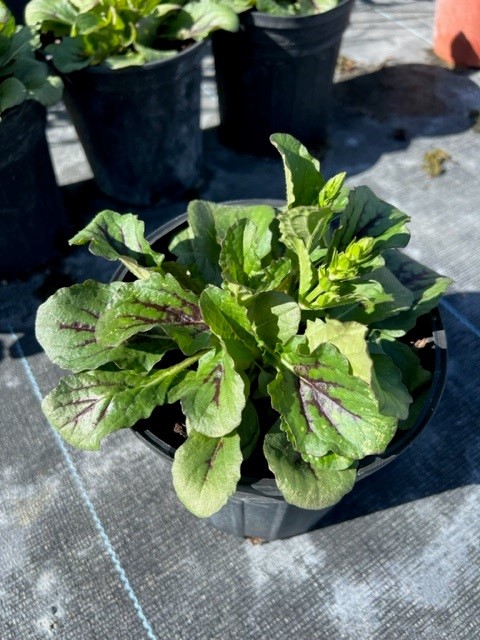 salvia-lyrata-lyre-leaved-sage-lyreleaf-sage