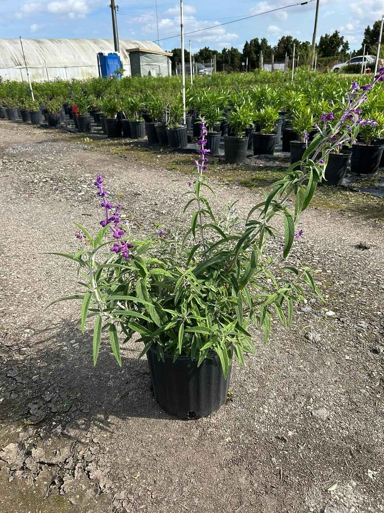 salvia-mexicana-mexican-sage