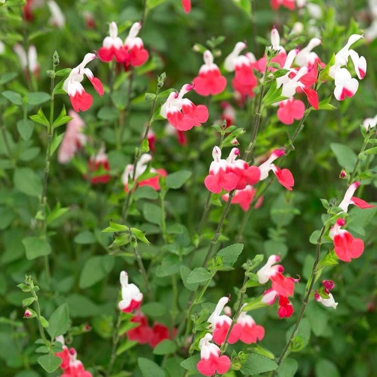 salvia-microphylla-hot-lips-baby-sage