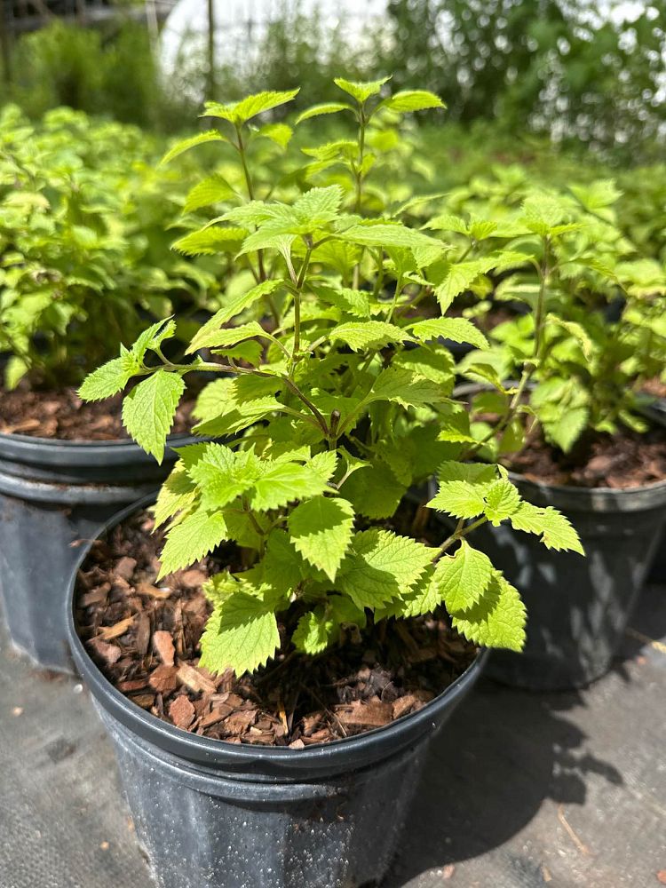 salvia-misella-river-sage-creeping-sage