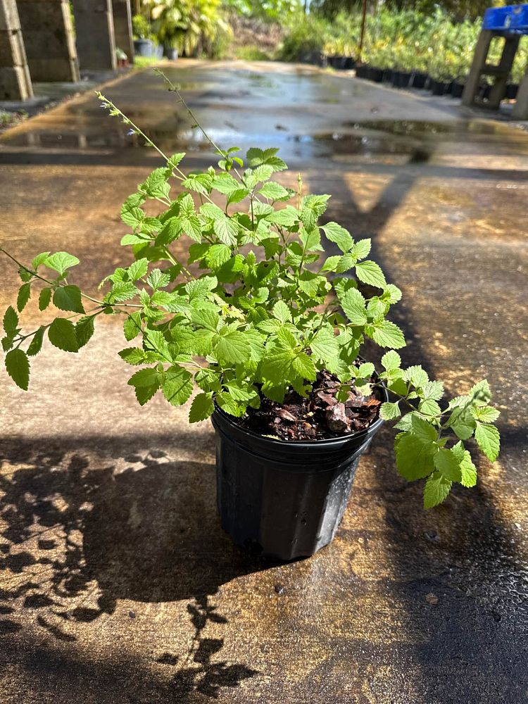 salvia-misella-river-sage-creeping-sage