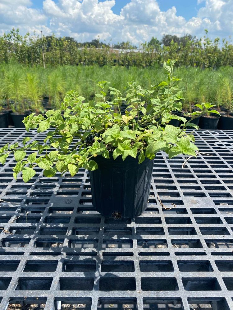 salvia-misella-river-sage-creeping-sage