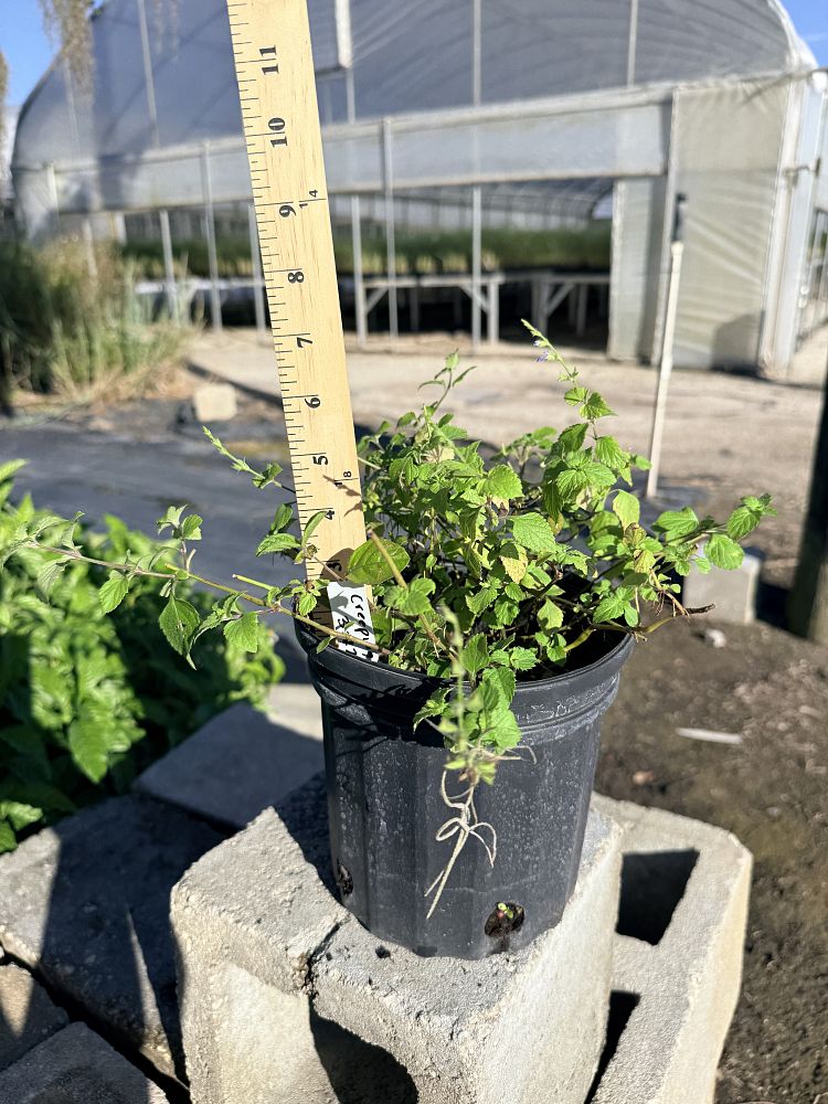 salvia-misella-river-sage-creeping-sage