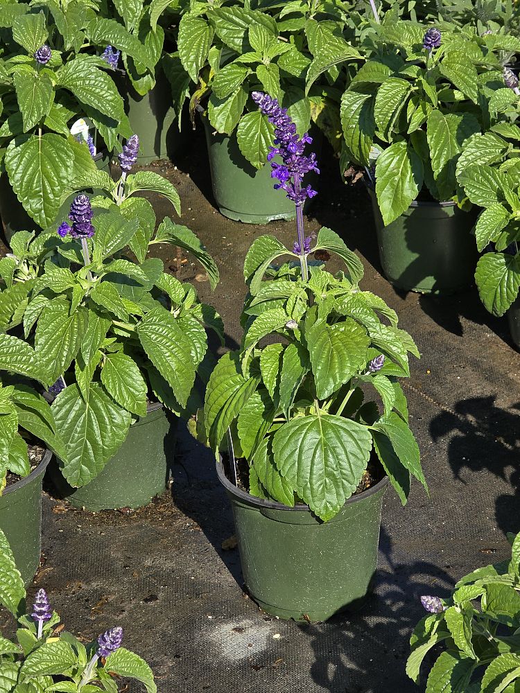salvia-mystic-spires-blue-sage-salvia
