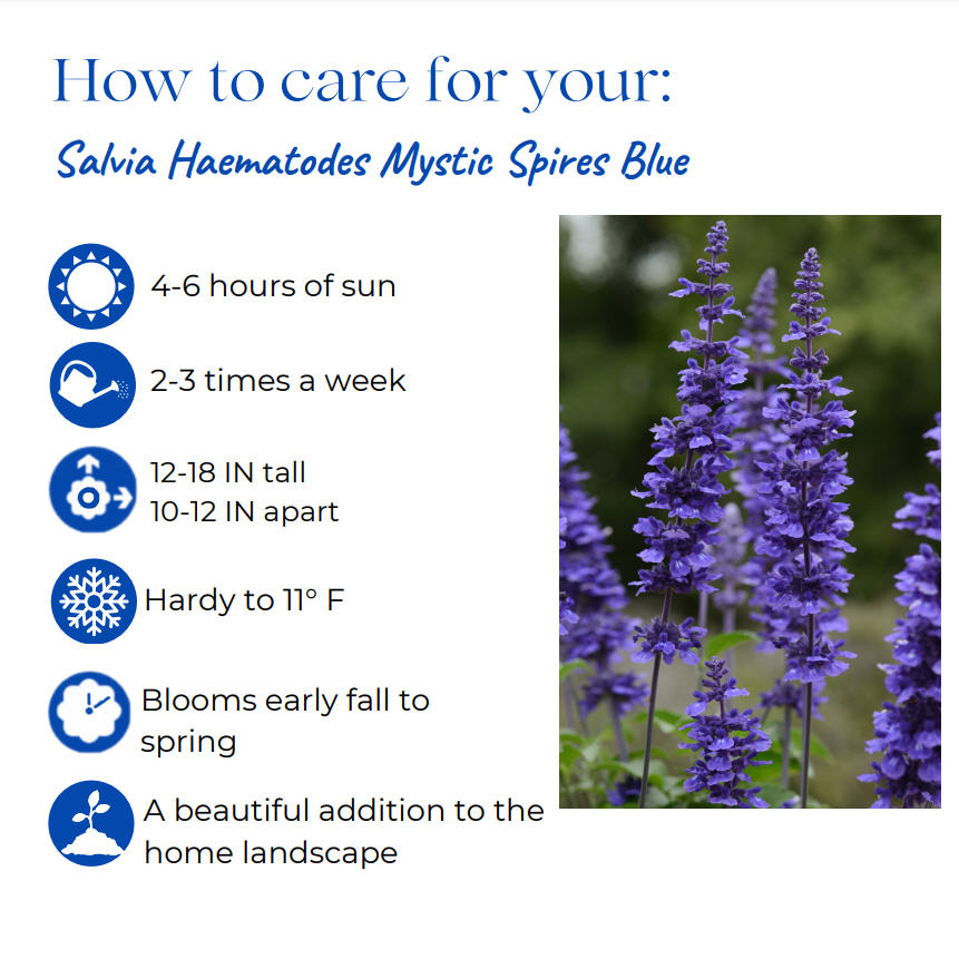 salvia-mystic-spires-blue-sage-salvia