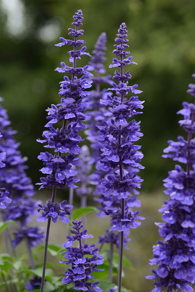 salvia-mystic-spires-blue-sage-salvia