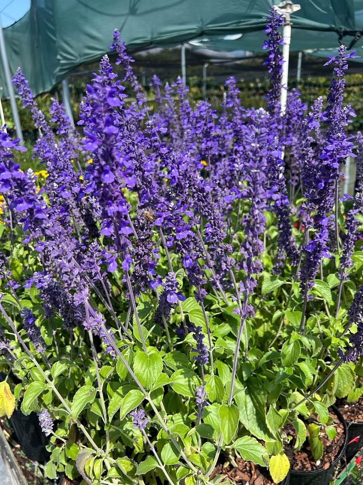 salvia-mystic-spires-blue-sage-salvia