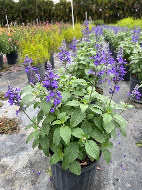 salvia-mystic-spires-blue-sage-salvia