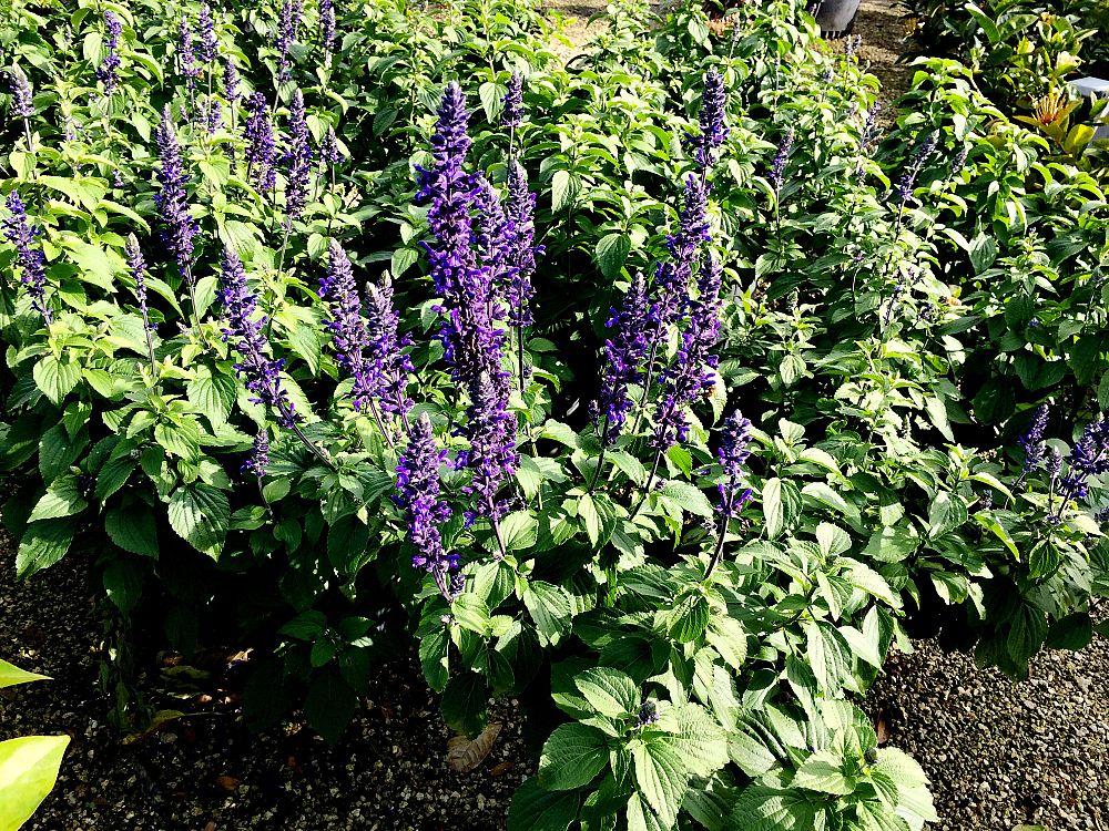 salvia-mystic-spires-sage