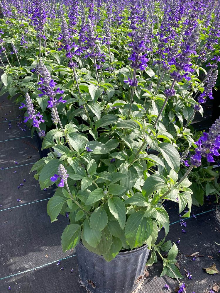 salvia-mystic-spires-sage