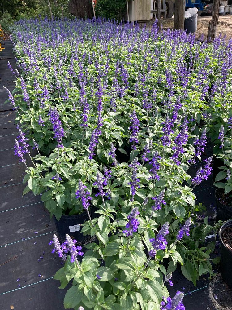 salvia-mystic-spires-sage