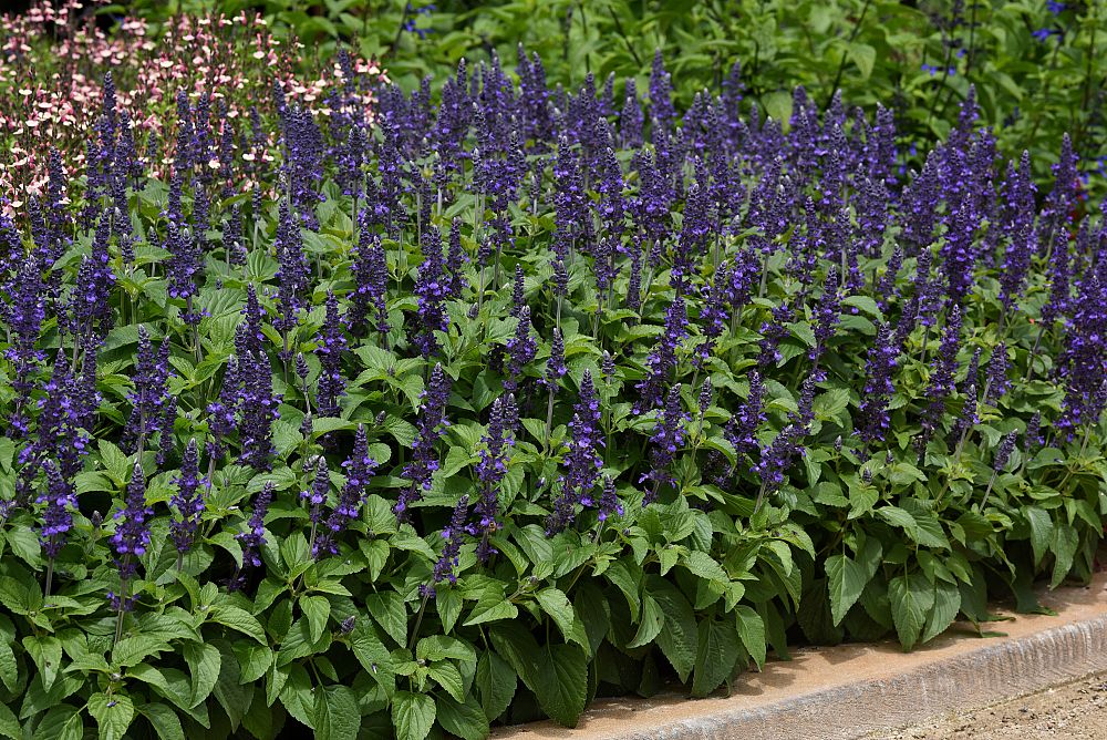 salvia-mysty-sage