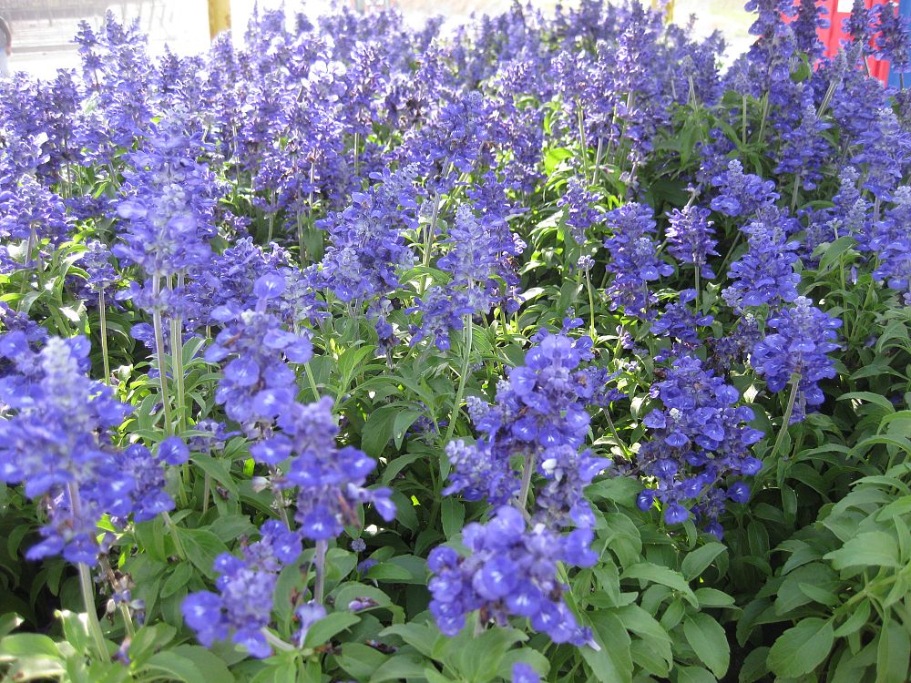 salvia-mysty-sage
