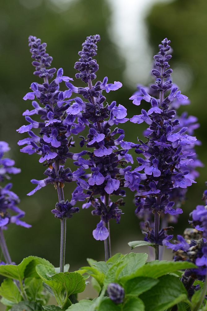 salvia-mysty-sage
