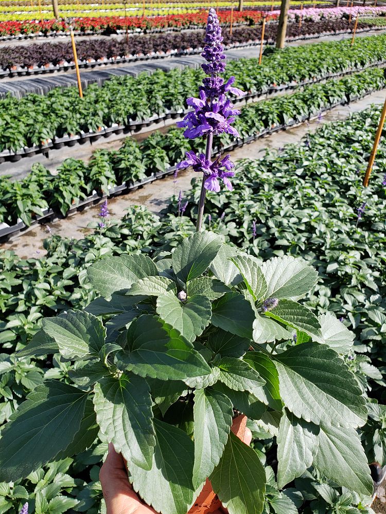 salvia-mysty-sage