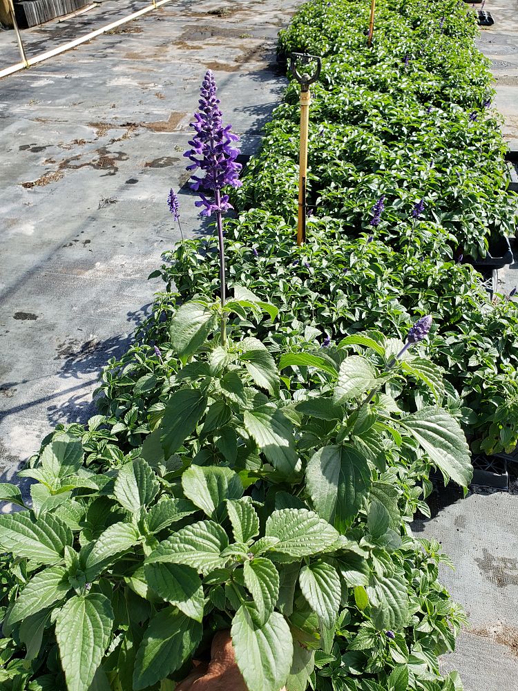 salvia-mysty-sage