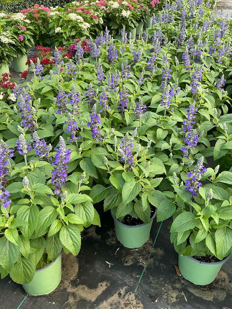 salvia-mysty-sage