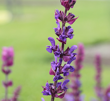 salvia-nemorosa-balyriclu-ornamental-meadow-sage-lyrical-blues-violet-sage