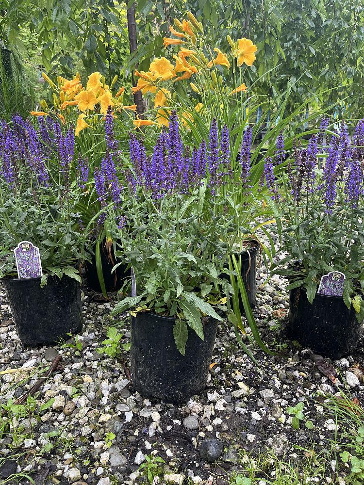 salvia-nemorosa-balyriclu-ornamental-meadow-sage-lyrical-blues-violet-sage