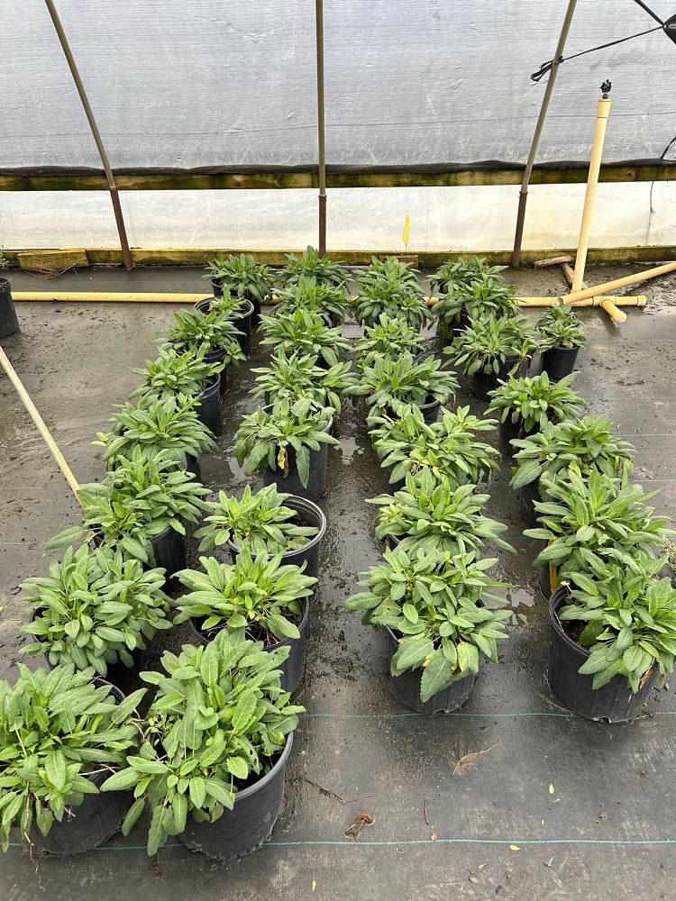 salvia-nemorosa-blue-bouquetta